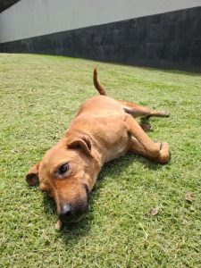 Bienestar Animal del Estado asegura a dos caninas por presunto maltrato