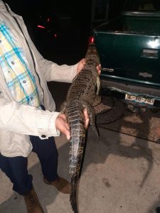 *SE LOGRA LA CAPTURA DEL COCODRILO FUGAZ EN LA LAGUNA DE SAN BALTAZAR*