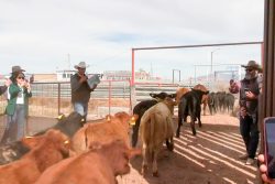 Reanuda México exportación de ganado en pie a Estados Unidos desde Puerto Palomas, Chihuahua