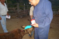 AGRICULTURA intensifica la vacunación y reduce 10% la rabia paralítica en especies ganaderas