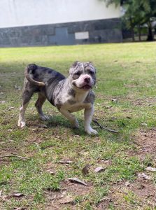 SEDIF asegura a dos caninos por presunto maltrato en San Pedro Cholula