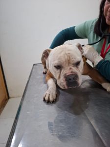 SEDIF realiza aseguramiento precautorio de un canino en Lomas de San Miguel