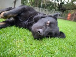 SEDIF y Fiscalía coordinan atención y justicia para canino atropellado en Atlixco