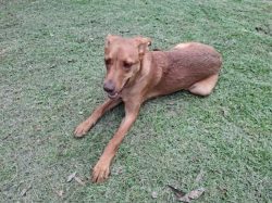 SEDIF y Fiscalía protegen a tres caninos ante presunto maltrato