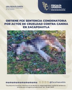 Obtiene FGE sentencia condenatoria por actos de crueldad contra canina en Zacapoaxtla