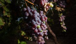 Crece 3.85% anual la producción de uva para vino en México: AGRICULTURA