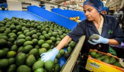 AGRICULTURA y SAT fortalecen la cadena de exportación de aguacate a Estados Unidos