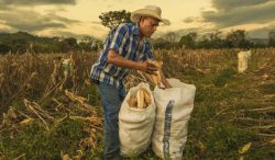 Garantiza Gobierno de México abasto de maíz blanco en Guerrero con reservas estratégicas y acopio histórico
