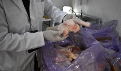 Suspende AGRICULTURA importación de productos avícolas de Brasil por brote de Newcastle en el municipio de Nova Itaberaba