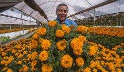 Xochimilco y Tláhuac, los motores de la producción de cempasúchil en la Ciudad de México: AGRICULTURA